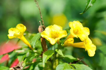 Trumpet vine, Yellow bell or Yellow elder