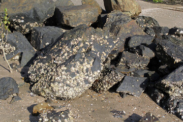 Rocks covered with barnacles on a sandy beach