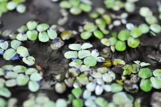 water lettuce ,stemless water plant or duckweed