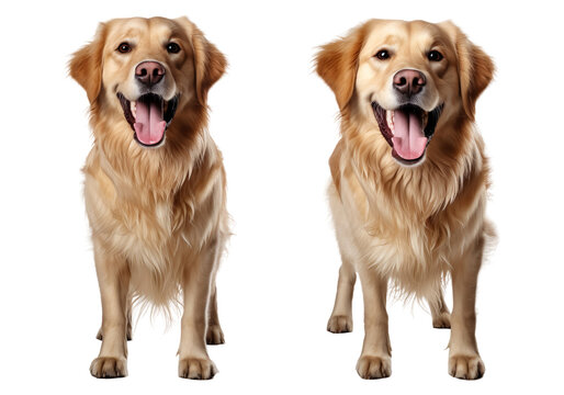 Set of golden retriever dog standing, isolated on transparent or white background