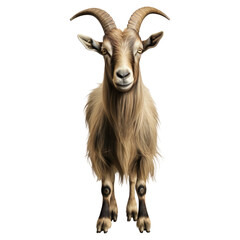 Portrait of goat animal, isolated on transparent or white background