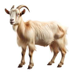 Goat animal standing, isolated on transparent or white background