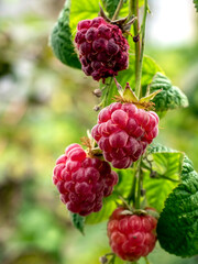 red sweet ripe raspberries on a branch in the garden