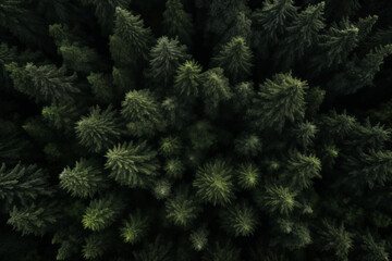Aerial view of forest green trees, woodland,top view
