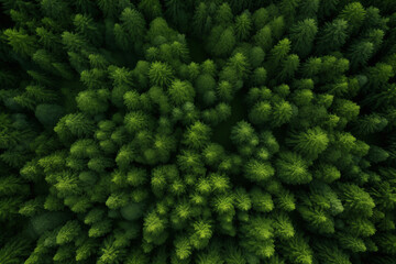Aerial view of forest green trees, woodland,top view