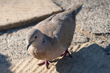 Turkish dove pigeon bird of the species 