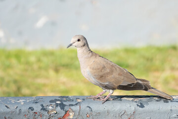Turkish dove pigeon bird of the species 