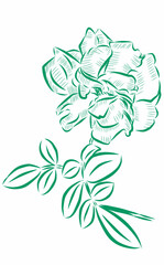 Green floral rose outline iluatration