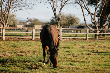 Caballo en el corral 