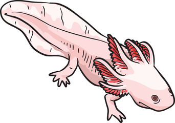 Axolotl Sea Wild Animal Vector Illustration