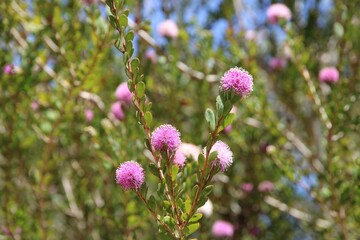 Showy Honey Myrtle (Melaleuca nesophila) flowers on shrub. Australian native plant.