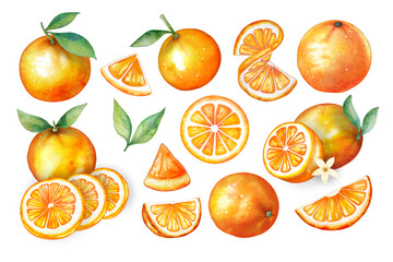 Set of watercolor style orange fruit on white background vector, every piece can separate each one