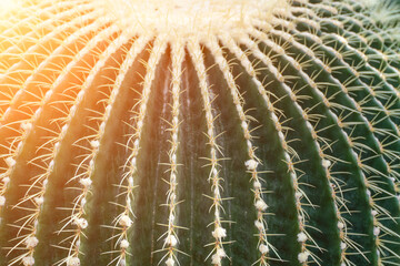 Naklejka na ściany i meble thorn cactus texture background. Golden barrel cactus, golden ball or mother-in-law's cushion Echinocactus grusonii is a species of barrel cactus which is endemic to east-central Mexico