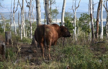 Cow within the Aspen Trees.