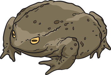 Toad Frog Wild Animal Vector Illustration