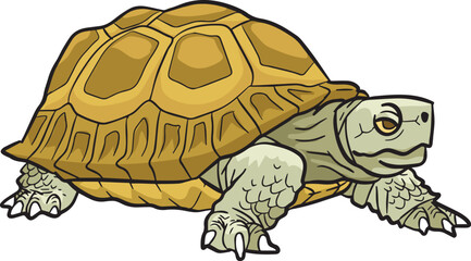 Tortoise Wild Animal Vector Illustration