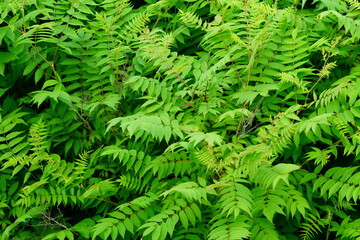A variety of green leaves and herbs.