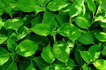 Fototapeta na wymiar A variety of green leaves and herbs.