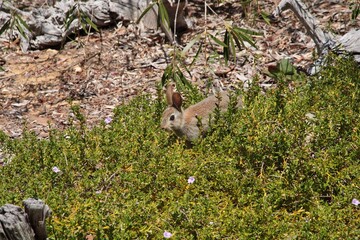 Young feral European rabbit (Oryctolagus cuniculus) feeding on snakebush plant in Australian native...