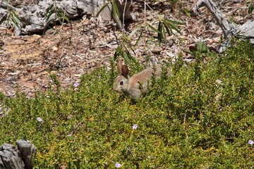 Young feral European rabbit (Oryctolagus cuniculus) feeding on snakebush plant in Australian native garden