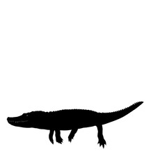 Fototapeta premium silhouette of a crocodile