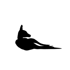 Fotobehang silhouette of a kangaroo © Blueinthesky
