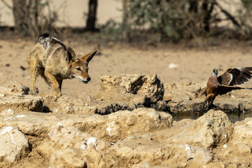 Black-backed jackal (Rooijakkals) (Lupulella mesomelas) hunting Burchell's sandgrouse (Gevlekte sandpatrys) (Pterocles burchelli) in flight at Cubitje Quap in the Kgalagadi Transfrontier Park, Kalahar