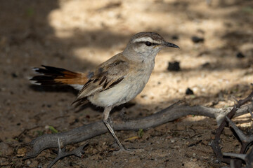 Kalahari scrub robin (Kalahari wipstert) (Cercotricha paena) at Auchterlonie, Nossob, Auob, in the Kgalagadi Transfrontier Park, Kalahari
