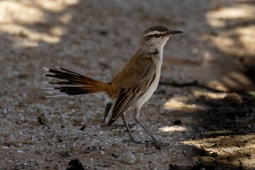 Kalahari scrub robin (Kalahari wipstert) (Cercotricha paena) at Auchterlonie, Nossob, Auob, in the Kgalagadi Transfrontier Park, Kalahari