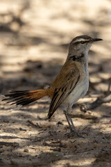 Kalahari scrub robin (Kalahari wipstert) (Cercotricha paena) at Auchterlonie, Nossob, Auob, in the Kgalagadi Transfrontier Park, Kalahari