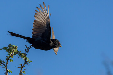 Fork-tailed Drongo in flight (Mikstertbyvanger) (Dicrurus adsimilis) in the Kgalagadi Transfrontier Park, Kalahari