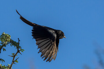 Fork-tailed Drongo in flight (Mikstertbyvanger) (Dicrurus adsimilis) in the Kgalagadi Transfrontier Park, Kalahari