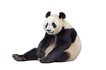 Foto op Plexiglas PNG image of giant panda  © Syahrul