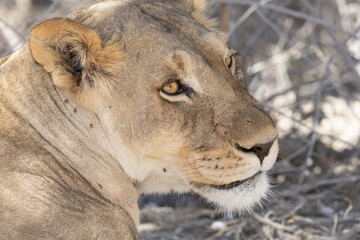 Lioness under a tree in the Kgalagadi Transfrontier park near Kij Kij and Rooiputs, Kalahari
