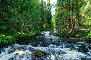 A variety of summer forest landscapes with rivers.