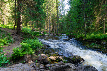 Obraz premium A variety of summer forest landscapes with rivers.