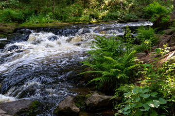 A variety of summer forest landscapes with rivers.