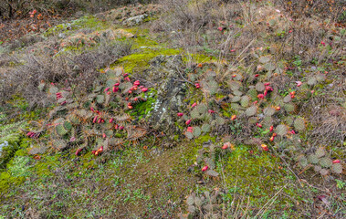 wild prickly pear fruits in the forest on Mount Mtatsminda (Tbilisi, Georgia) 