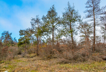 meadow in the pine forest on Mtatsminda Mount (Tbilisi, Georgia)