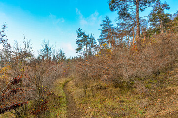 Fototapeta premium hiking trail in the pine forest on Mtatsminda Mount (Tbilisi, Georgia)