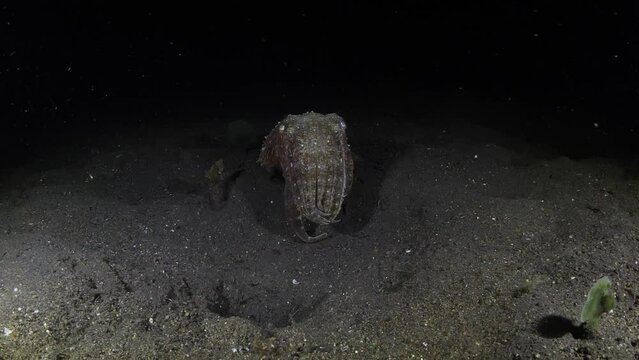 Broadclub Cuttlefish - Sepia latimanus swims along the sea floor at night. Underwater world of Tulamben, Bali, Indonesia. 4k slow motion.