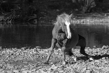 Dust flying off liver chestnut bay wild stallion getting up from rolling in the gravel at the Salt...