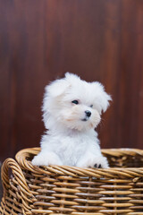 Maltese Terrier puppy on the basket.