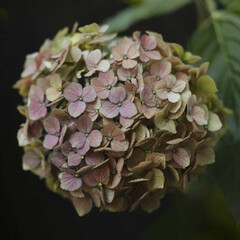 pink hydrangea flower in garden
