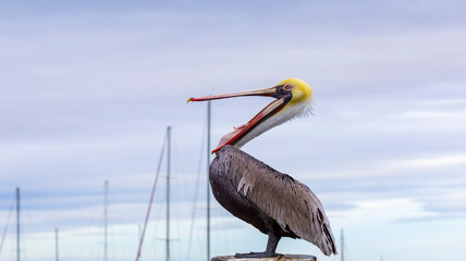 A Brown Pelican posing on a pier