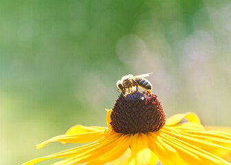 Bee on Black-Eyed Susan. Defocused yellow and green nature background.