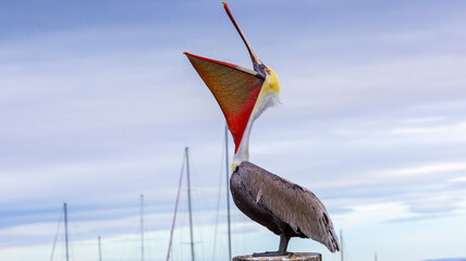 A Brown Pelican posing on a pier - obrazy, fototapety, plakaty