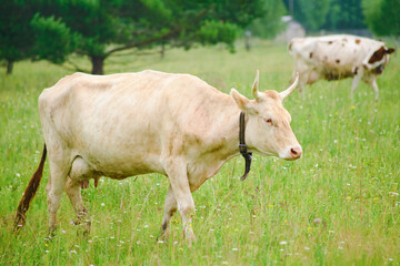 Naklejka na ściany i meble The dairy cows, an essential farm animal, roam the pasture, eating grass to produce nutritious milk.