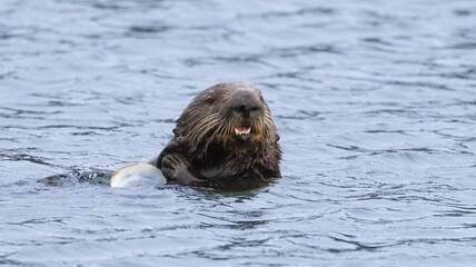 Obraz premium A California Sea Otter eating on the water
