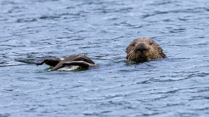 A California Sea Otter out at Elkhorn Slough